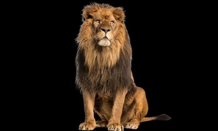 World Lion Day