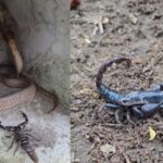 Snake vs Scorpion Viral Video