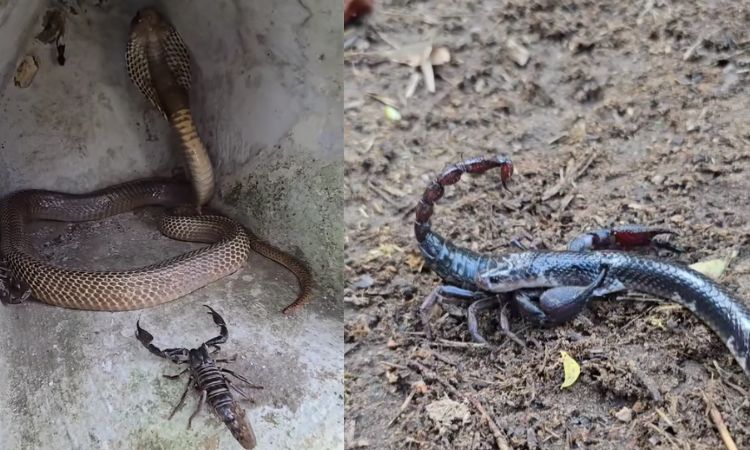 Snake vs Scorpion Viral Video