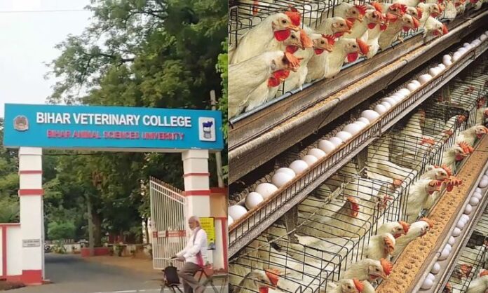 Bihar Veterinary College, Free poultry training application form